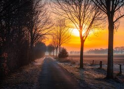 Bezlistne drzewa przy drodze na tle zachodzącego słońca