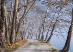 Bezlistne drzewa przy drodze nad zamglonym jeziorem