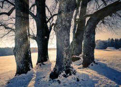 Bezlistne drzewa w śniegu na polu w słonecznym blasku