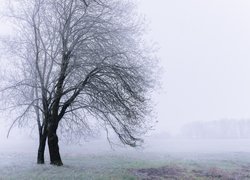 Bezlistne drzewa we mgle na oszronionej łące
