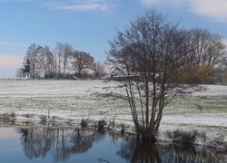 Bezlistne drzewo na ośnieżonym polu nad stawem