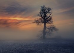 Drzewo, Pole, Mgła, Wschód słońca