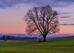 Pole, Łąka, Drzewo, Zachód słońca