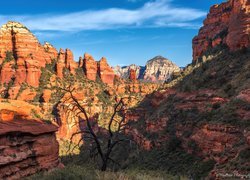 Stany Zjednoczone, Arizona, Sedona, Skały, Drzewo