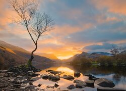 Bezlistne drzewo nad jeziorem Llyn Padarn