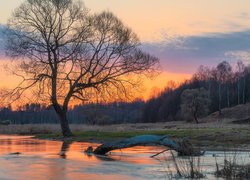 Bezlistne drzewo nad rzeką na tle zachodu słońca nad lasem