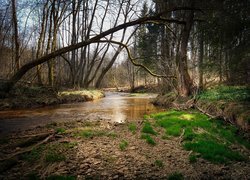 Bezlistne drzewo pochylone nad rzeką