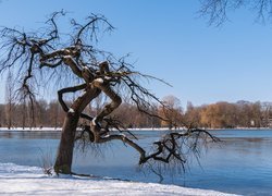 Bezlistne drzewo w śniegu nad jeziorem