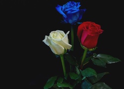 Biała, czerwona i niebieska róża na czarnym tle