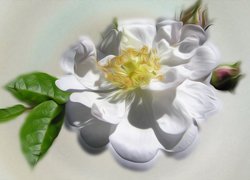 Biała dzika róża z pąkiem
