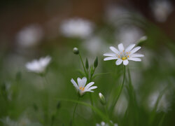 Biała gwiazdnica wielkokwiatowa na rozmytym tle