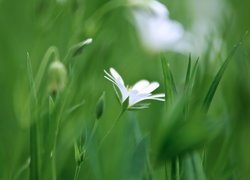 Biała gwiazdnica z pąkami w trawie