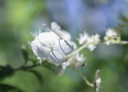 Biała hortensja na rozmytym tle