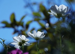 Kwiaty, Biała, Kosmea