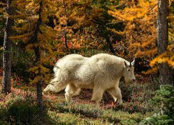 Biała koza górska w jesiennym lesie