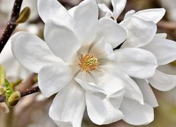 Biała, Kwitnąca, Magnolia