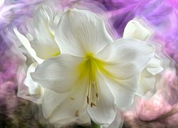 Biała lilia w zbliżeniu