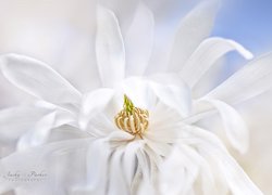 Kwiat, Biała, Magnolia, Makro