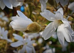 Gałęzie, Kwiaty, Magnolia