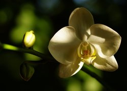 Biała orchidea z pąkami
