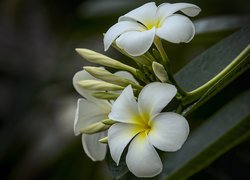 Biała plumeria z pąkami