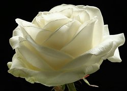 Biała róża na czarnym tle