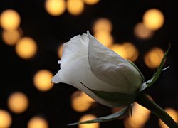 Biała róża w pąku