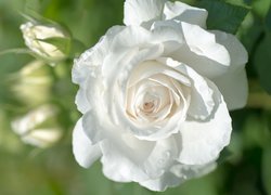 Biała, Róża, Krople