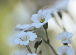 Białe delikatne kwiatki rogownicy