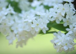 Białe drobne kwiaty na gałązce