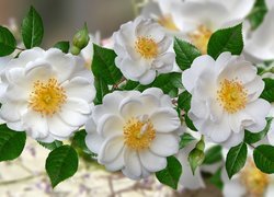 Białe dzikie róże w 2D