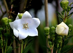 Białe, Kwiaty, Campanula, Dzwonek brzoskwiniolistny