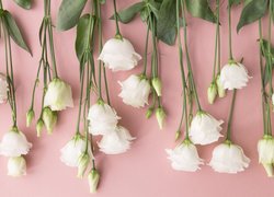 Białe eustomy z pąkami na różowym tle