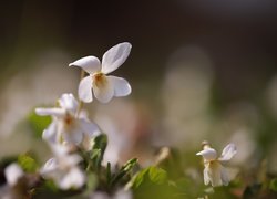 Biały, Fiołek wonny, Kwiat, Zbliżenie