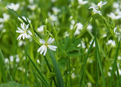 Białe gwiazdnice wielkokwiatowe w trawie