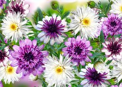 Kwiaty, Białe, Fioletowe, Astry, Grafika 2D