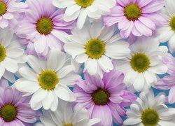 Białe i liliowe chryzantemy