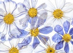 Białe i niebieskie kwiaty kosmei