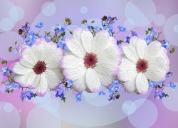 Białe i niebieskie kwiaty w grafice
