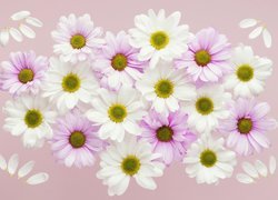Białe i różowe chryzantemy na jasnym tle