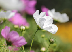 Kosmea, Biały, Kwiat