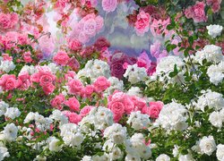 Białe i różowe róże w zbliżeniu