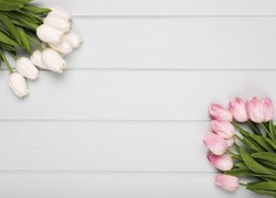 Kwiaty, Białe, Różowe, Tulipany