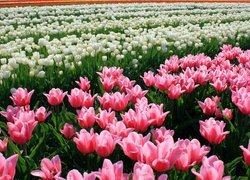 Białe i różowe tulipany na polu