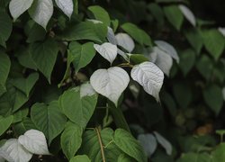 Białe i zielone liście