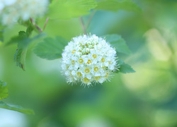 Białe kwiatki tawuły van Houttea