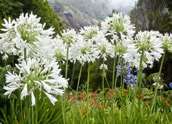 Białe kwiaty agapantu