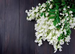Białe kwiaty akacji