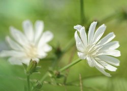 Białe kwiaty cykorii