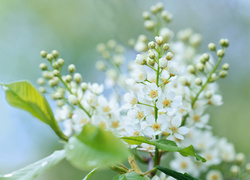 Białe kwiaty czeremchy na gałązce